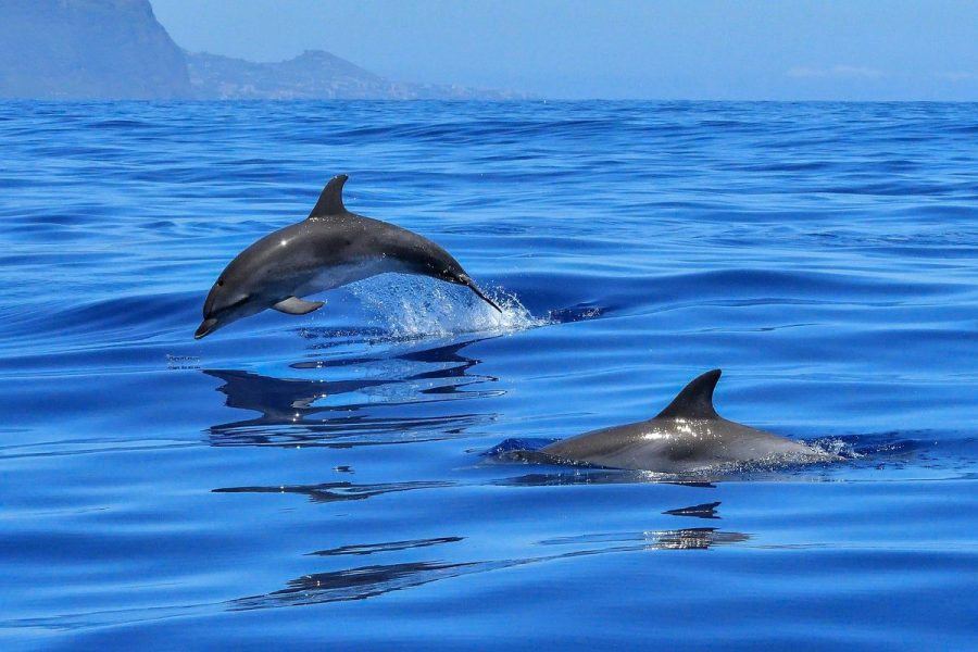 4H 3M PULAU WEH SABANG, ACEH + SNORKELING & DOLPHINTRIP