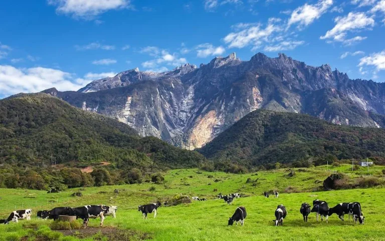 dairy-farm-kundasang