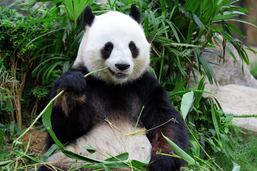 6H 5M AMAZING 3 CITIES: CHENGDU + JIUZHAIGOU + CHONGQING